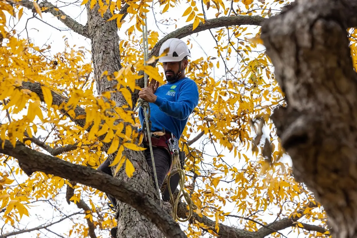 Skilled Tree Trimming crew working in Silver Lake